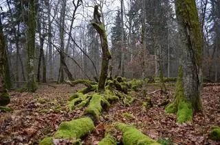 Puszcza Białowieska