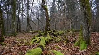 Puszcza Białowieska
