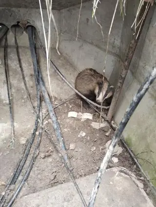 Borsuk przegryzł kabel od światłowodu