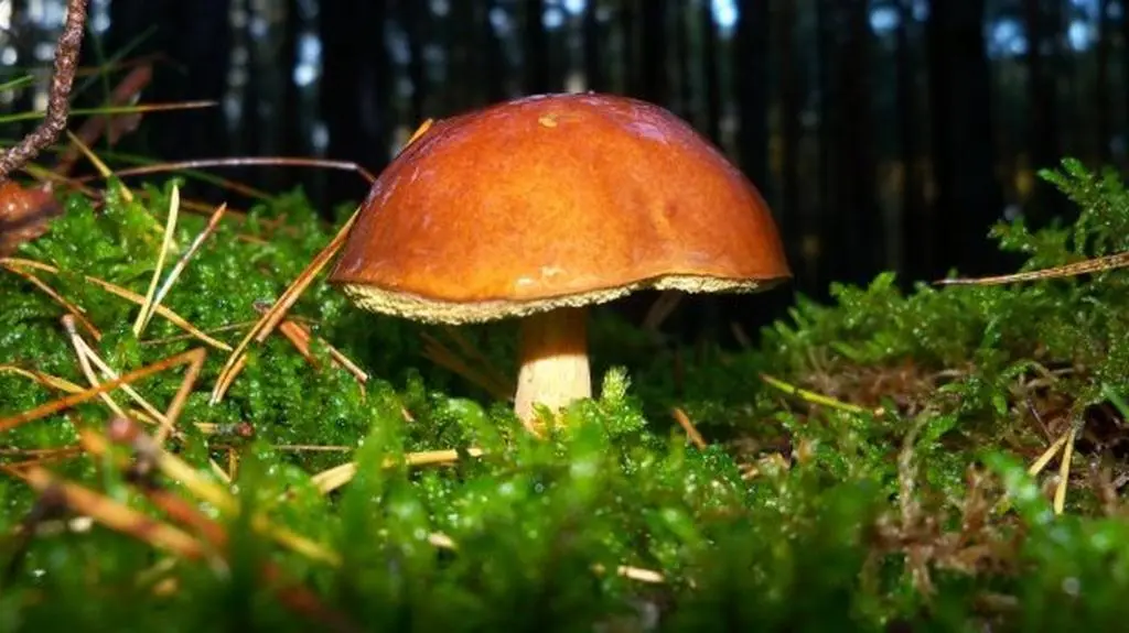 Gdzie kupić grzyby z atestem?