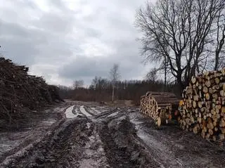 Wycięte drzewa ułożono w stosy 