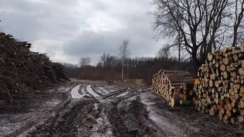 Wycięte drzewa ułożono w stosy