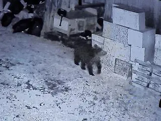 Niedźwiedź na terenie jednej z posesji w Wołkowyi 