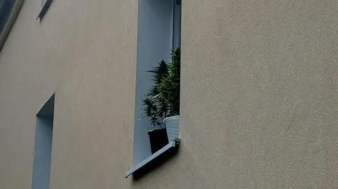 Doniczki stały na parapecie