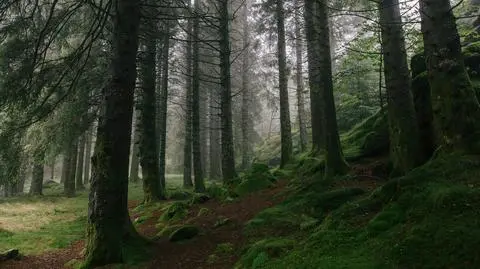 Spacerowali po lesie, znaleźli dwa miliony koron