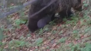 "Tu i ówdzie można spotkać intensywnie żerujące niedźwiedzie"