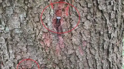 W drzewa tuż przed wycinką ktoś powbijał gwoździe. "Śmiertelne zagrożenie"