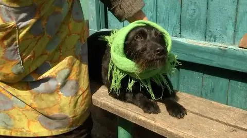 Nie mogła zabrać ze sobą Buni, została w domu pod Kijowem. "Ja płaczę, a ona liże moje łzy" 