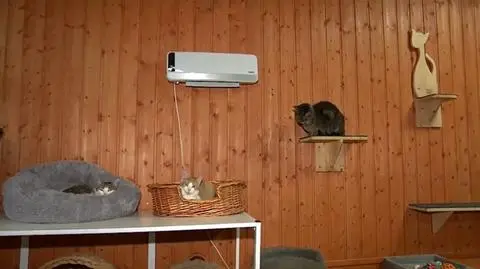 Rachunek za prąd zaskoczył pogotowie dla kotów i psów. "Nie przyjmiemy już kolejnych zwierząt"