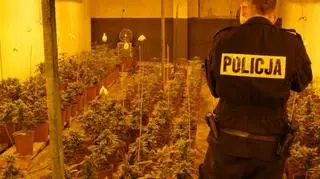 Plantacja znajdowała się w powiecie poznańskim