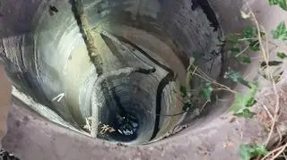 Koty wpadły do studni. Uratowali go strażacy