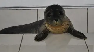 Zjadał 4 kg śledzi dziennie