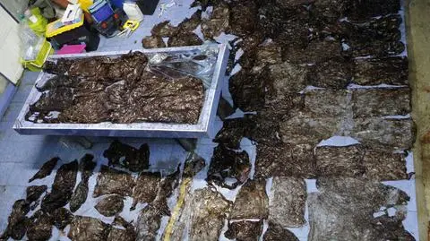 Polska i Świat. Osiem kilogramów plastiku w żołądku wieloryba