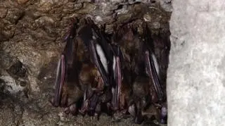 Kilka dni temu w niektórych miastach można było zaobserwować latające w nocy nietoperze