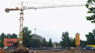 Żurawie w zoo