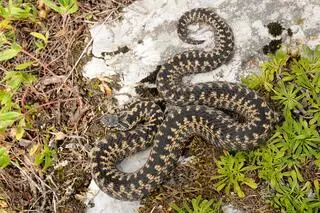 Żmija zygzakowata (Vipera berus)