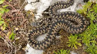 Żmija zygzakowata (Vipera berus)