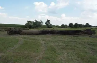 Mężczyźni są podejrzani o próbę kradzieży czarnego dębu