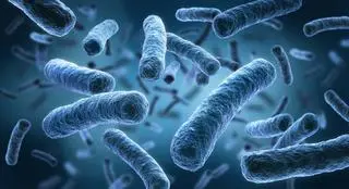 Legionella pneumophila