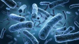 Legionella pneumophila