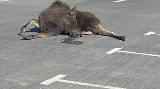 The elk was sedated by a vet and taken to animal rehabilitation centre