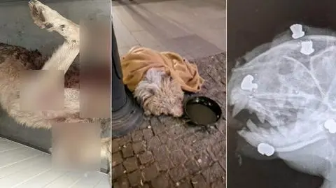 "Gdzie są granice okrucieństwa?". Te historie nigdy nie powinny się zdarzyć 