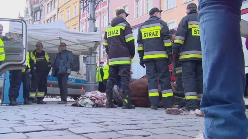 Koń padł na wrocławskim Rynku