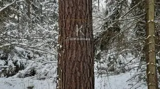 Granice kępy ekologicznej