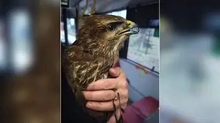 Myszołów uderzył w miejski autobus