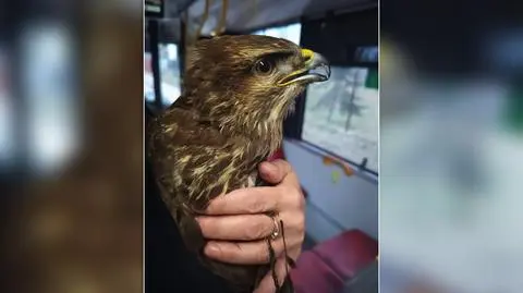 Kolizja myszołowa z miejskim autobusem