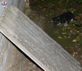 Psy trafiły do schroniska