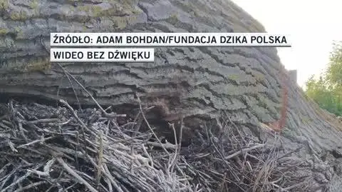 slideshow drzewa