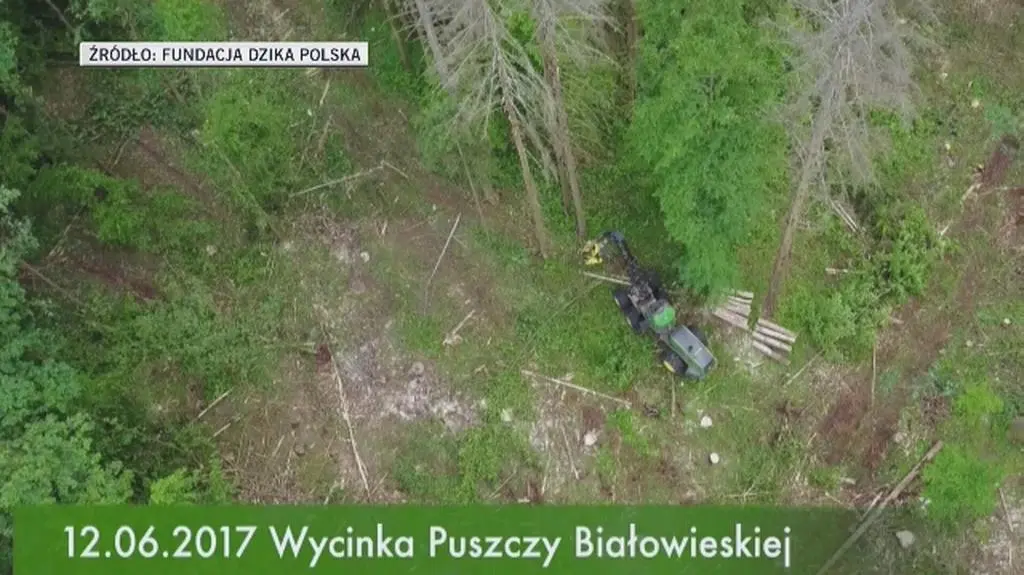 Wycinka Puszczy Białowieskiej