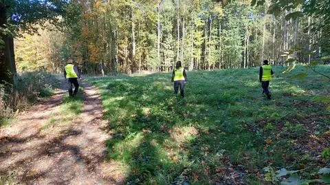 Przeczesywanie lasów