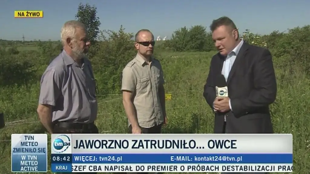 Urząd Miasta w Jaworznie zatrudnił owce