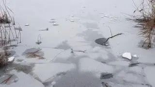 Chciała pomóc psu, sama wpadła do wody