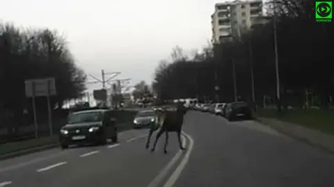 "Dzień, środek miasta, a tu biegnie takie wielkie zwierzę"