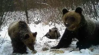 17.02.2016 | Za ciepło na zimowy sen. Niedźwiedzie w Bieszczadach już się wyspały