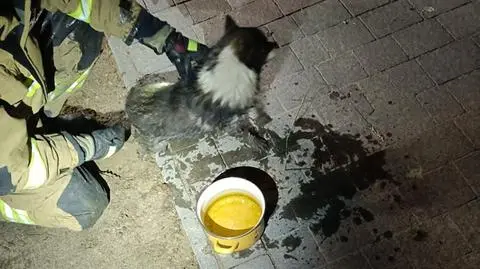 Pies utknął w rurze. Na pomoc ruszyli strażacy