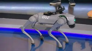 Robopies, który ma na grzbiecie zaawansowany system stworzony przez Polaków