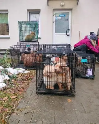 Najwięcej było hawańczyków