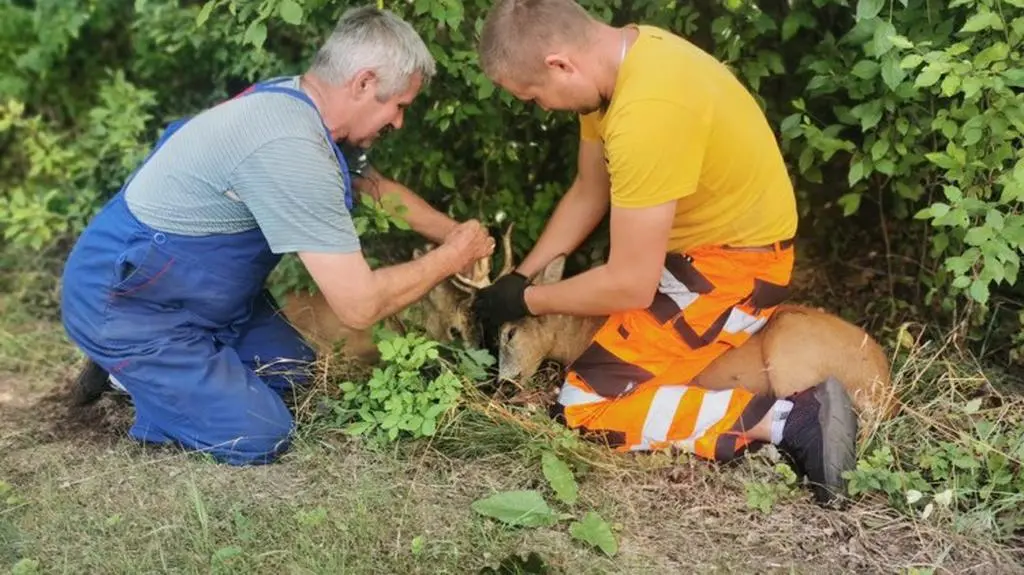 Pomogli policjanci i myśliwi