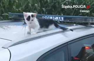 Jeśli właściciel kotka się nie znajdzie, zwierzak zostanie pod opieką policjanta, który go uratował 