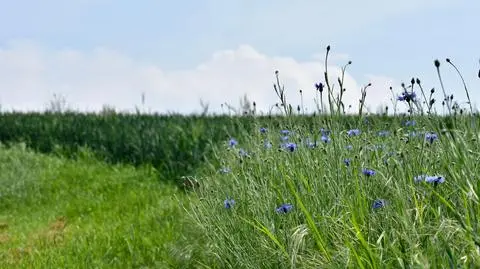 Pogoda na 5 dni: wytchnienie od upałów i burz coraz bliżej