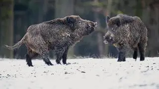 Teren polowań ma być oznakowany, informacja w biuletynie. "Nie ma niebezpieczeństw"
