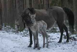 Jako druga w tym roku na świat przyszła klaczka. Od klaczy Tylawy P i ogiera Hoczyna