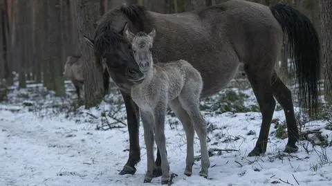 Jako druga w tym roku na świat przyszła klaczka. Od klaczy Tylawy P i ogiera Hoczyna