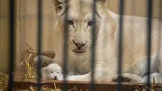 To pierwsze potomstwo pary białych lwów w ogrodzie