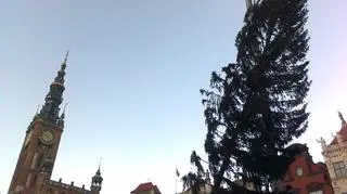Choinka stanie na Długim Targu