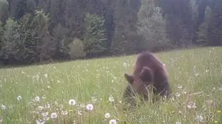 Fotopułapka uchwyciła rocznego niedźwiadka